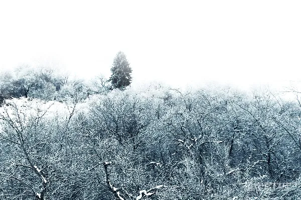 高清摄影 雪后的冬日森林