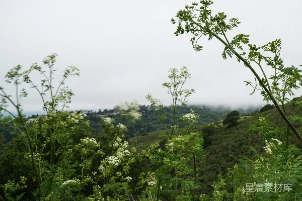 高清摄影 山间薄雾与野花