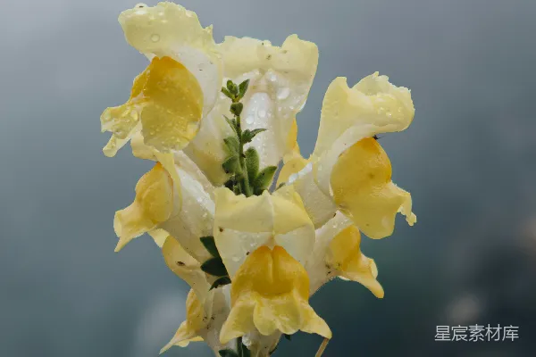 高清摄影 雨后黄花