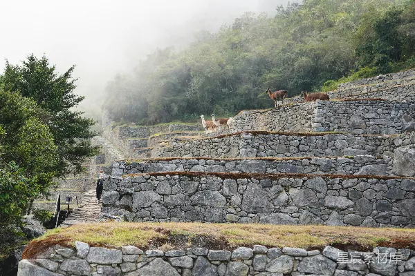 高清摄影 秘鲁马丘比丘的石阶与羊驼