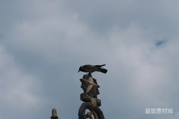 高清摄影 乌鸦栖息在灯柱顶