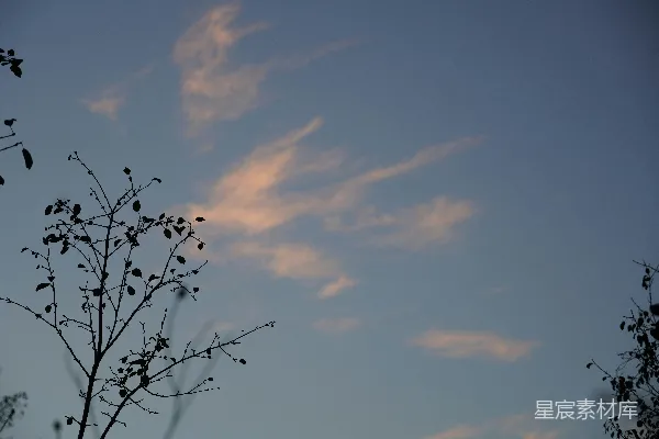 高清摄影 黄昏树影