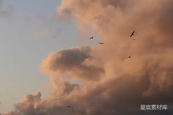 高清摄影 夕阳下的飞鸟与云海
