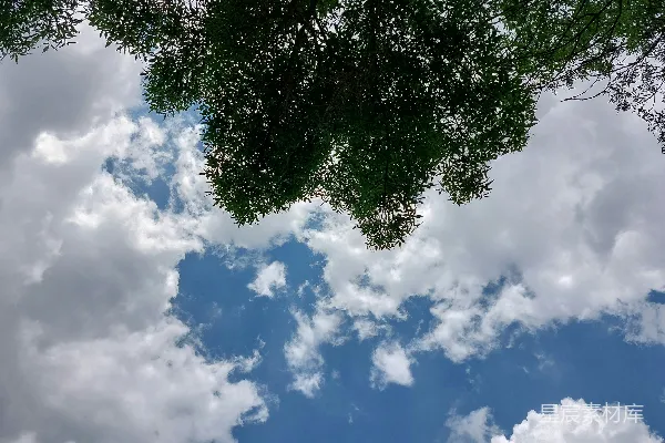 高清摄影 树梢与蓝天