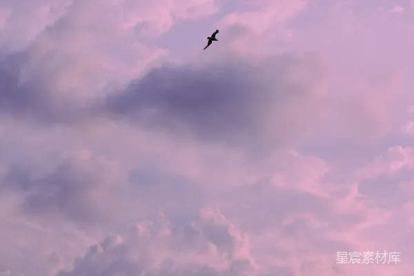 高清摄影 飞翔的鸟与粉紫色的天空