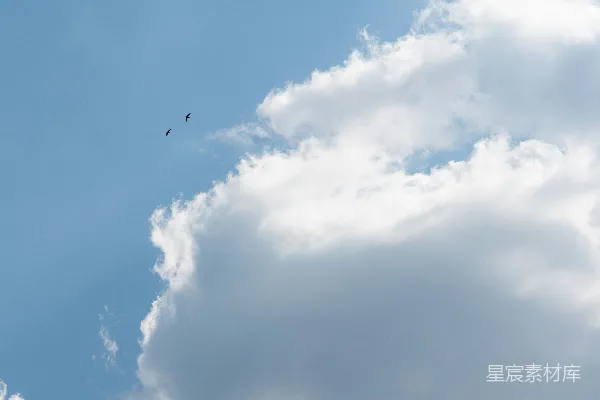 高清摄影 蓝天白云下的飞鸟