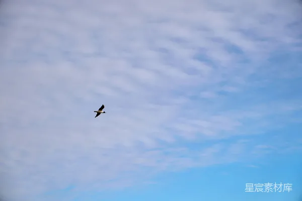 高清摄影 天空中的鸟儿