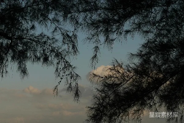 高清摄影 夕阳下的松树枝影