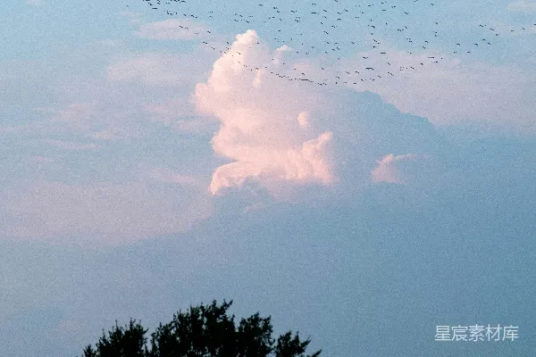 高清摄影 群鸟飞翔的天空