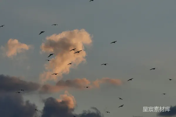高清摄影 群鸟飞翔的天空