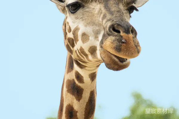 高清摄影 棕色和棕色的长颈鹿