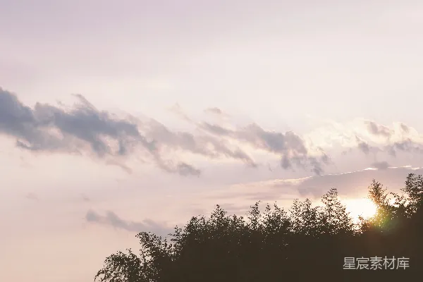 高清摄影 夕阳下的树梢