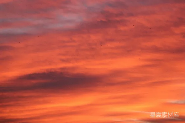 高清摄影 夕阳下的鸟群