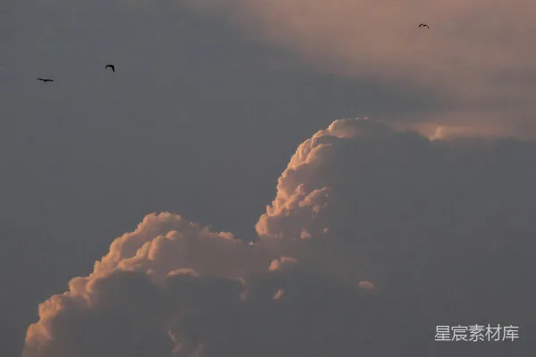 高清摄影 夕阳中的云与飞鸟