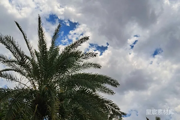 高清摄影 棕榈树下的天空