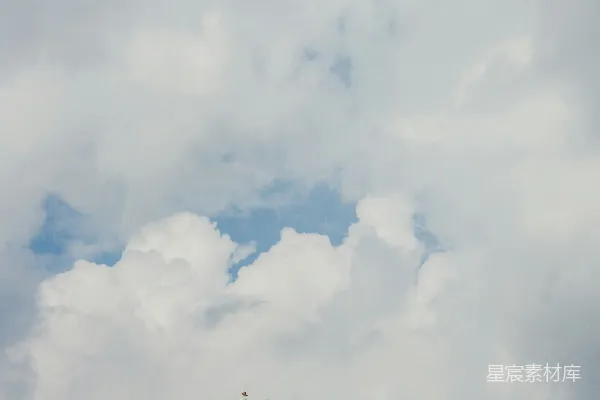 高清摄影 蓝天白云下的海鸥