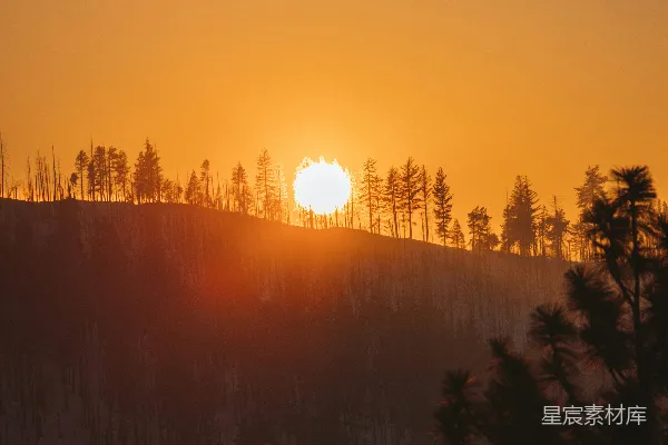 高清摄影 夕阳下的森林