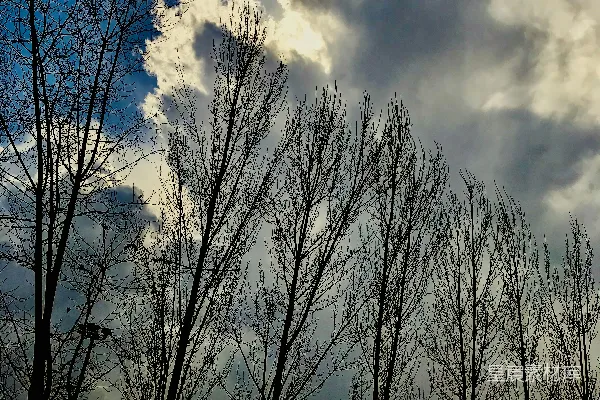 高清摄影 冬日的天空与树影