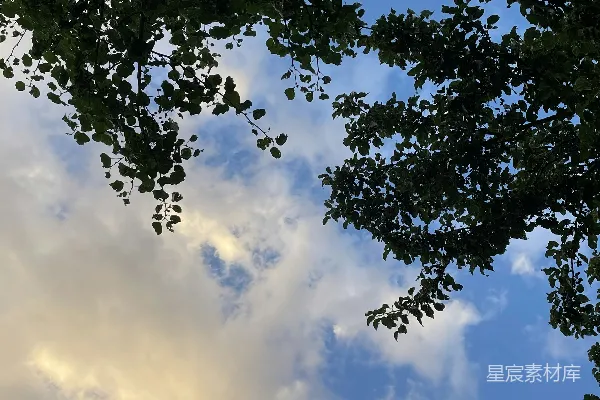 高清摄影 蓝天白云下的树影