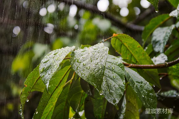 高清摄影 雨中绿叶的清新之美
