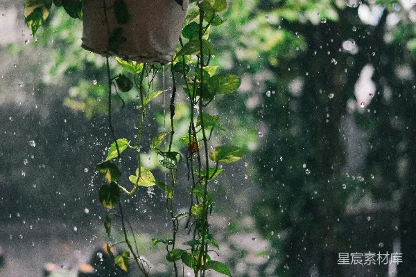 高清摄影 雨中的吊篮植物
