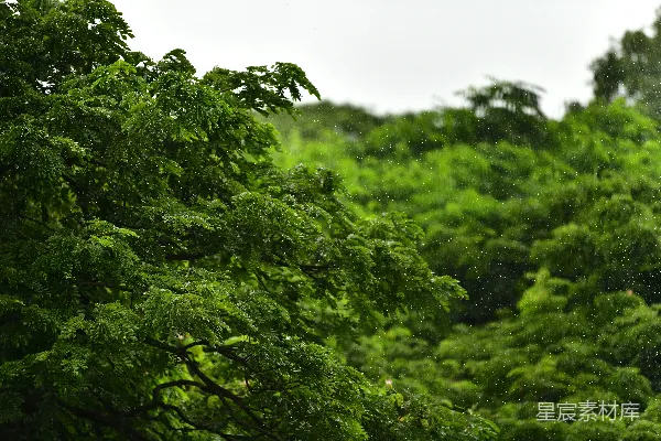 高清摄影 雨中的绿色森林