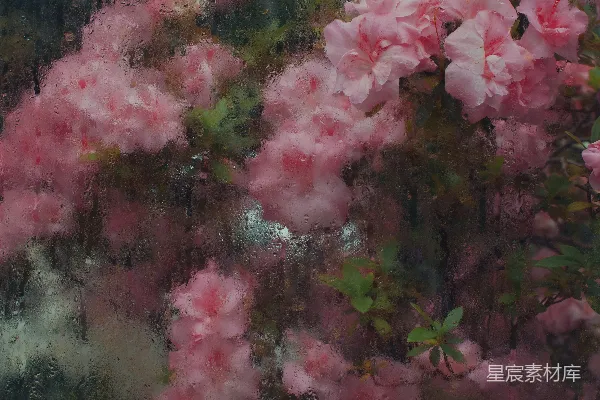高清摄影 雨中花开的宁静