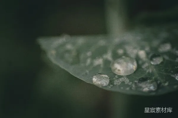 高清摄影 露珠与叶脉的特写