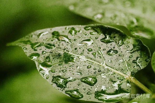 高清摄影 雨后绿叶