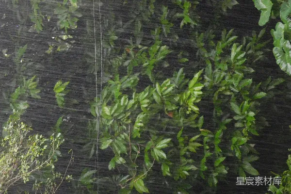 高清摄影 雨中的绿叶