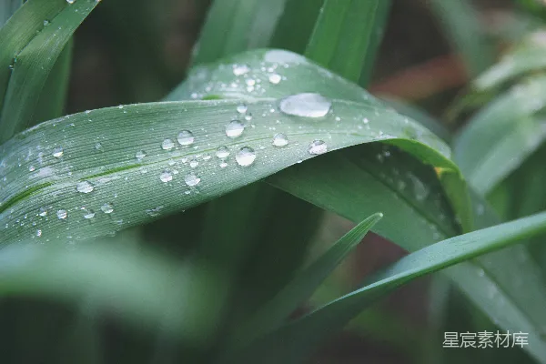 高清摄影 雨后绿叶上的露珠