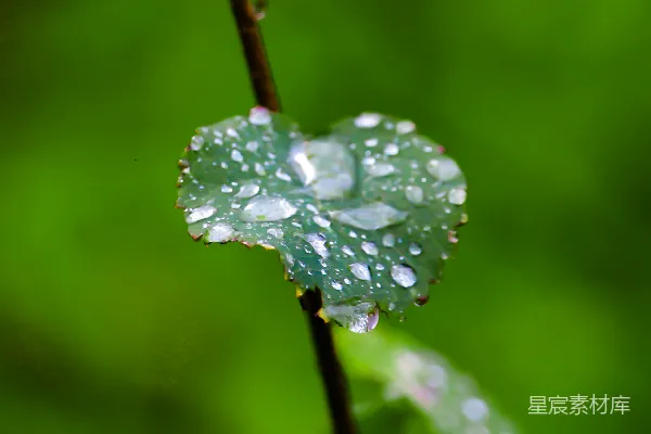 高清摄影 雨后心形叶
