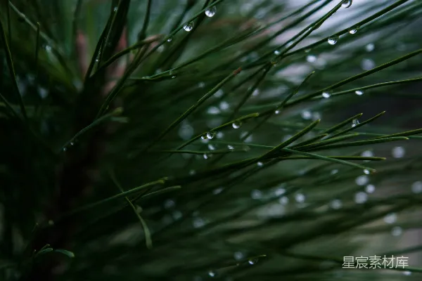 高清摄影 雨后松针