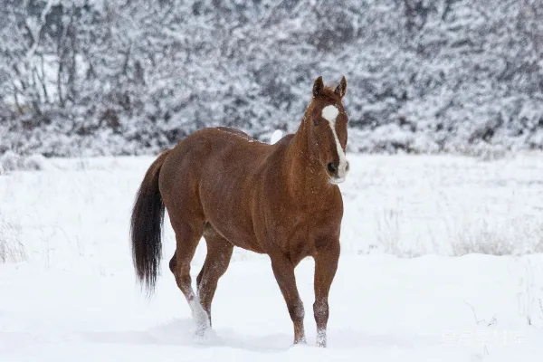 高清摄影 雪地里的棕色马