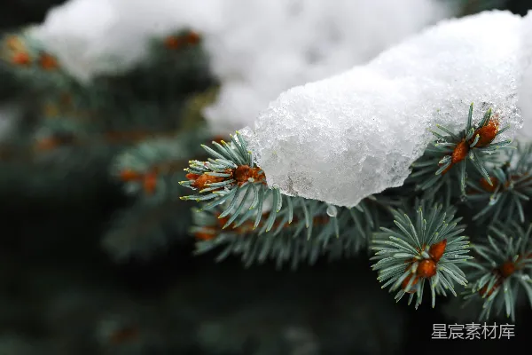 高清摄影 雪覆松枝