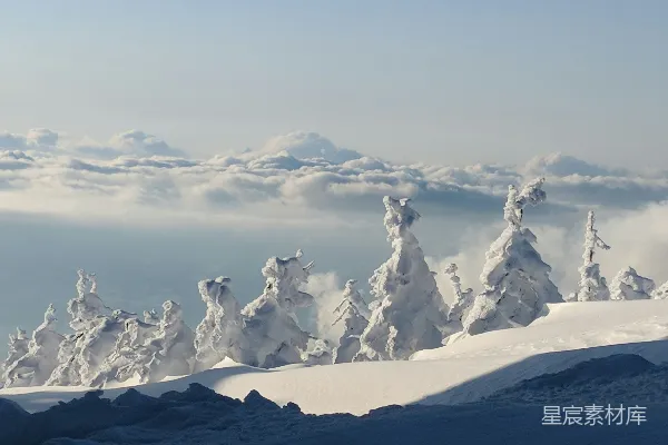 高清摄影 雪中树影与云海