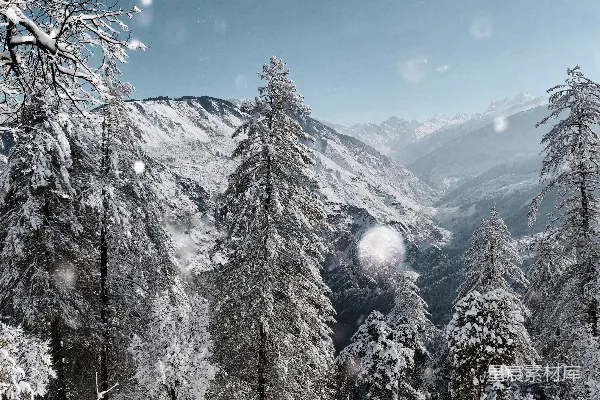 高清摄影 雪中的松树林