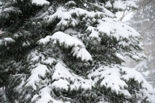 高清摄影 冬日松枝上的雪花