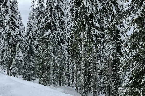高清摄影 雪覆盖的松树林