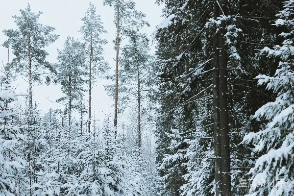 高清摄影 冬日雪林小径