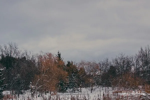 高清摄影 冬日雪景下的静谧森林
