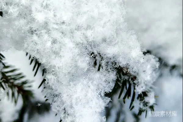 高清摄影 雪覆松枝