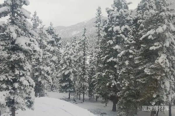 高清摄影 雪后的松林