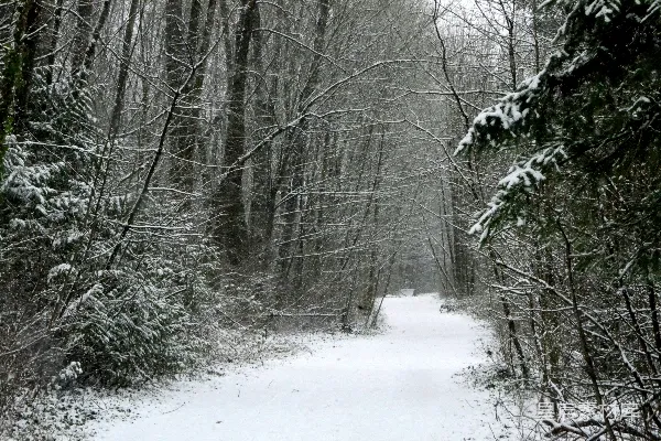 高清摄影 冬日雪景中的小径