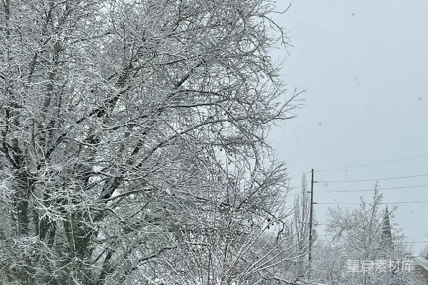 高清摄影 冬日雪景中的树木