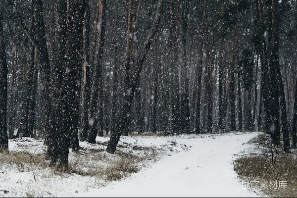 高清摄影 雪中的森林小径