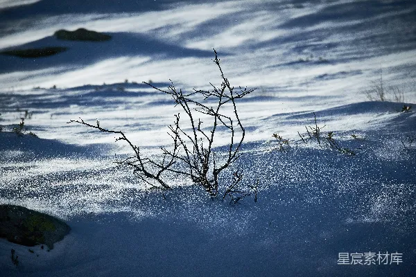 高清摄影 雪地中的枯枝