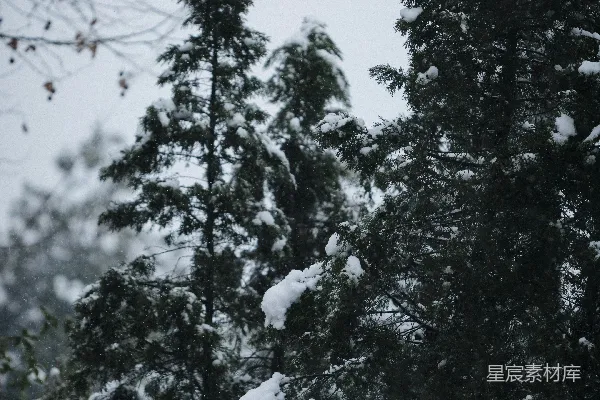 高清摄影 冬日松林雪景