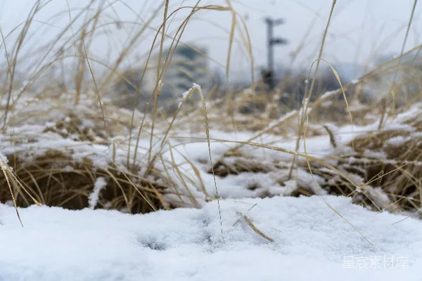 高清摄影 雪地中的干草
