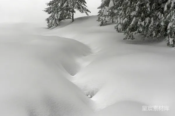 高清摄影 雪地中的松树与积雪